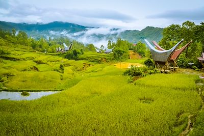 Toraja - Sulawesi - Indonésie