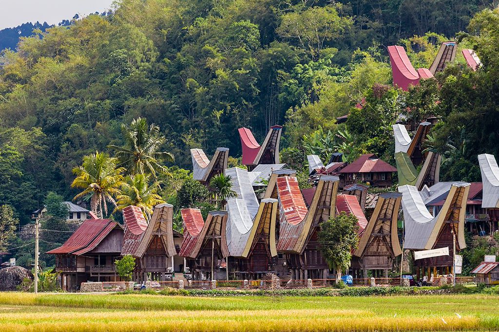 Image Randonnée Célèbes - Trek Pays Toraja - Snorkeling Bunaken - Parc National De Tangkoko - Sulawesi