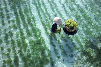 Récolte d'algues dans la ferme d'algues de l'île de Nusa Lembongan - Bali - Indonésie