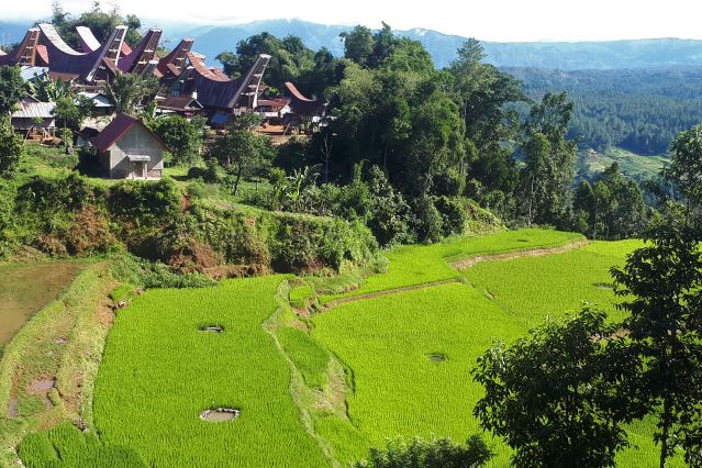 Village et rizières du pays toraja - Indonésie 