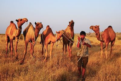 © Guillaume Cuenin - Désert du Thar - Rajasthan - Inde Désert du Thar - Rajasthan - Inde