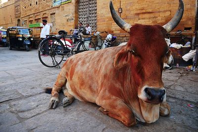 © Guillaume Cuenin - Vache sacrée - Rajasthan - Inde Vache sacrée - Rajasthan - Inde