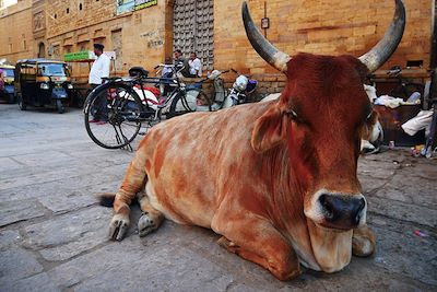 Vache sacrée - Rajasthan - Inde