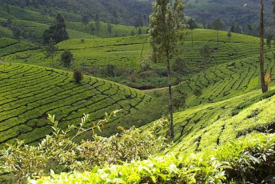 © Janine Renard - Plantations de thé - Munnar - Inde Plantations de thé - Munnar - Inde