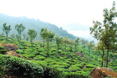 Plantation de thé - Munnar - Kerala - Inde