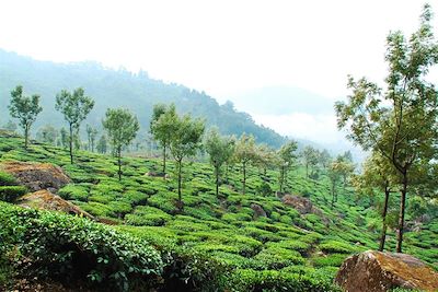 © Danielle Ghostine - Plantation de thé - Munnar - Kerala - Inde Plantation de thé - Munnar - Kerala - Inde