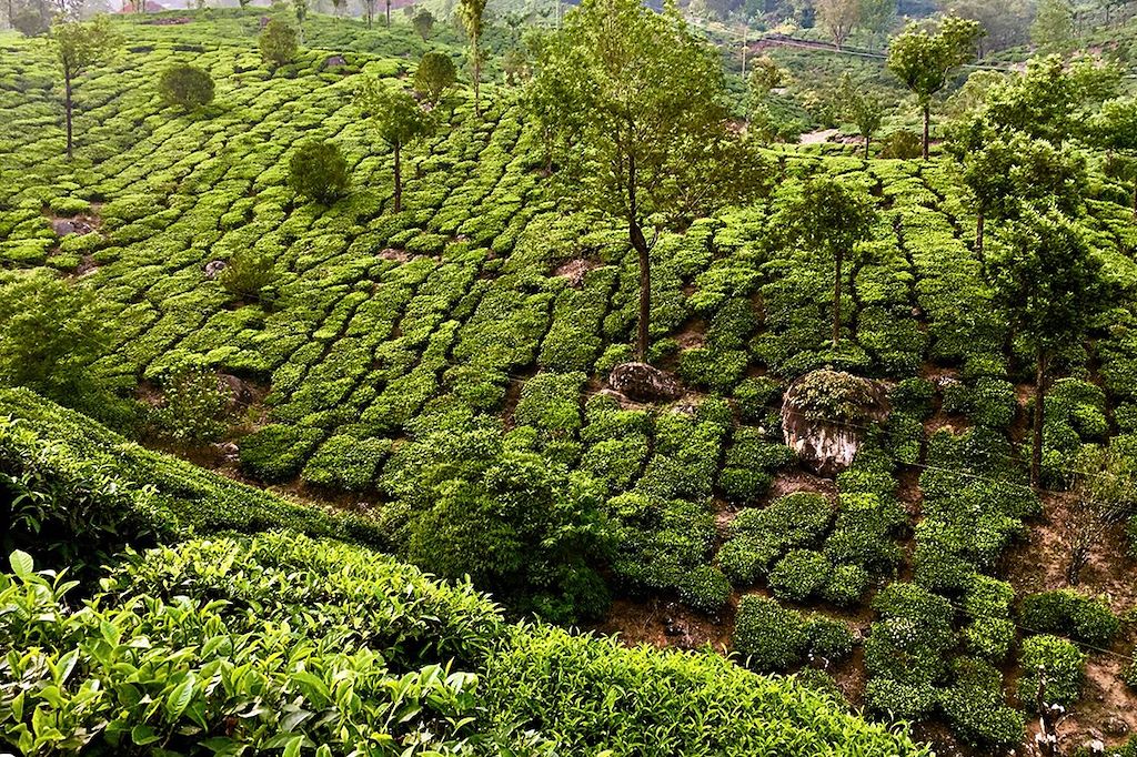Kerala : rando, épices et plantations de thé