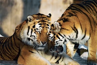 Tigres dans le parc national de Ranthambore - Inde