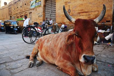 Vache sacrée - Rajasthan - Inde