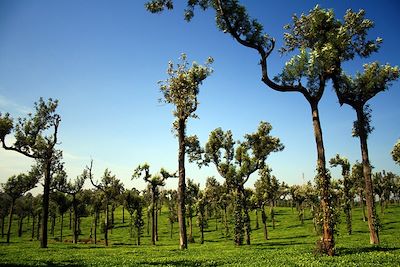 Munnar - Inde