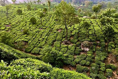 Plantation de thé - Munnar - Inde