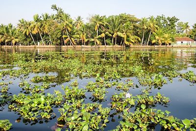 Epices et cocotiers, trésors du Kerala