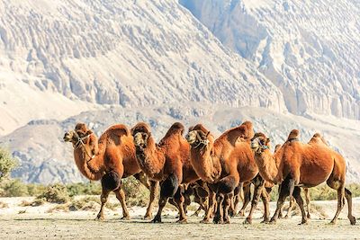 © AoshiVN / iStock - Chameaux - Vallée de la Nubra - Ladakh - Inde Chameaux - Vallée de la Nubra - Ladakh - Inde