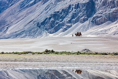 © Panther Media GmbH / Alamy / Hemis - Chameaux dans la vallée de Nubra - Ladakh - Inde Chameaux dans la vallée de Nubra - Ladakh - Inde