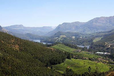 Paysage près du Munnar - Kerala - Inde