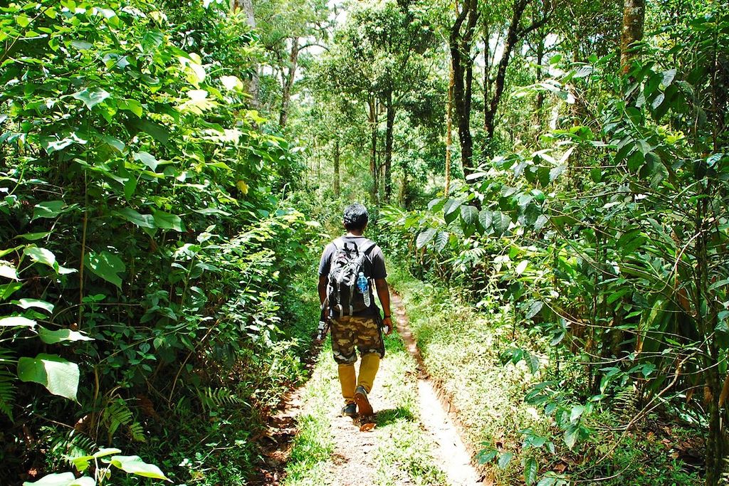 Voyage Kerala : rando, épices et plantations de thé 2