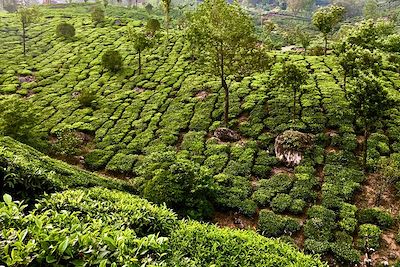© Gabriel Clair - Plantation de thé - Munnar - Inde Plantation de thé - Munnar - Inde
