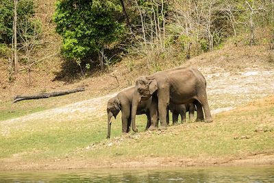 Elephants - Parc de Periyar - Inde
