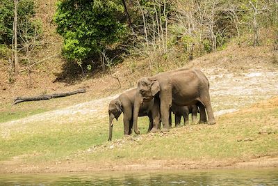 © Cannelle Carreren - Elephants - Parc de Periyar - Inde Elephants - Parc de Periyar - Inde