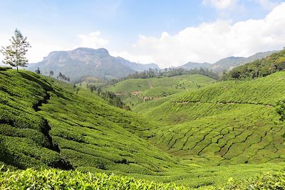 © Cannelle Carreren - Plantation de thé - Munnar - Inde Plantation de thé - Munnar - Inde