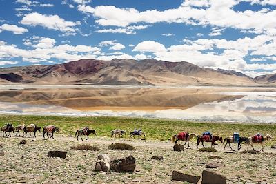 Caravane dans la haute plaine du Tso Kar - Ladakh - Inde