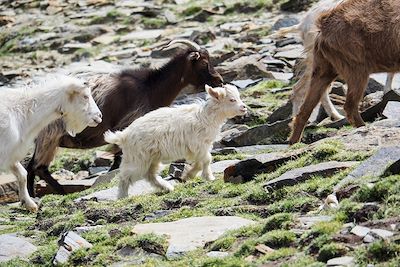 Chèvres pashmina au passage du Kyamayuri La - Ladakh - Inde