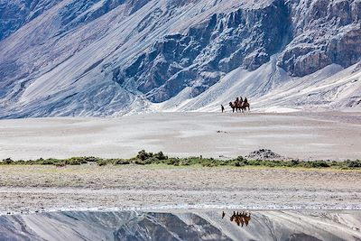 Chameaux dans la vallée de Nubra - Ladakh - Inde