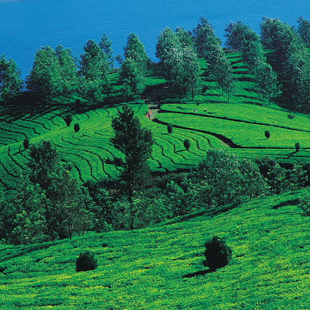 Trek Inde