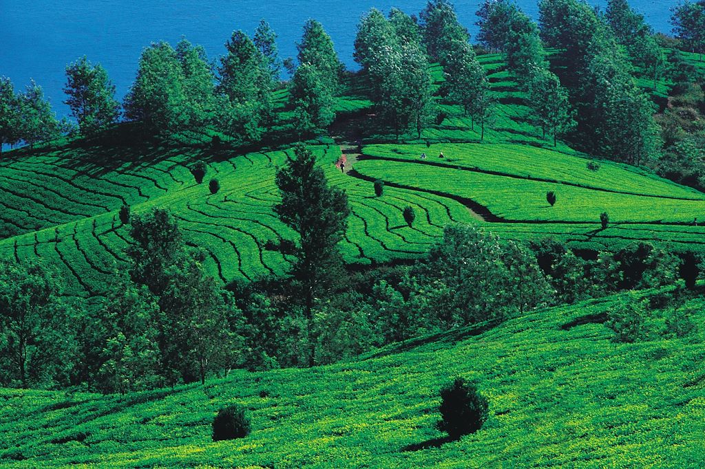Image Trek De Darjeeling À Gantok - Randonnée Chaîne Des Singalila - Bivouac Sikkim