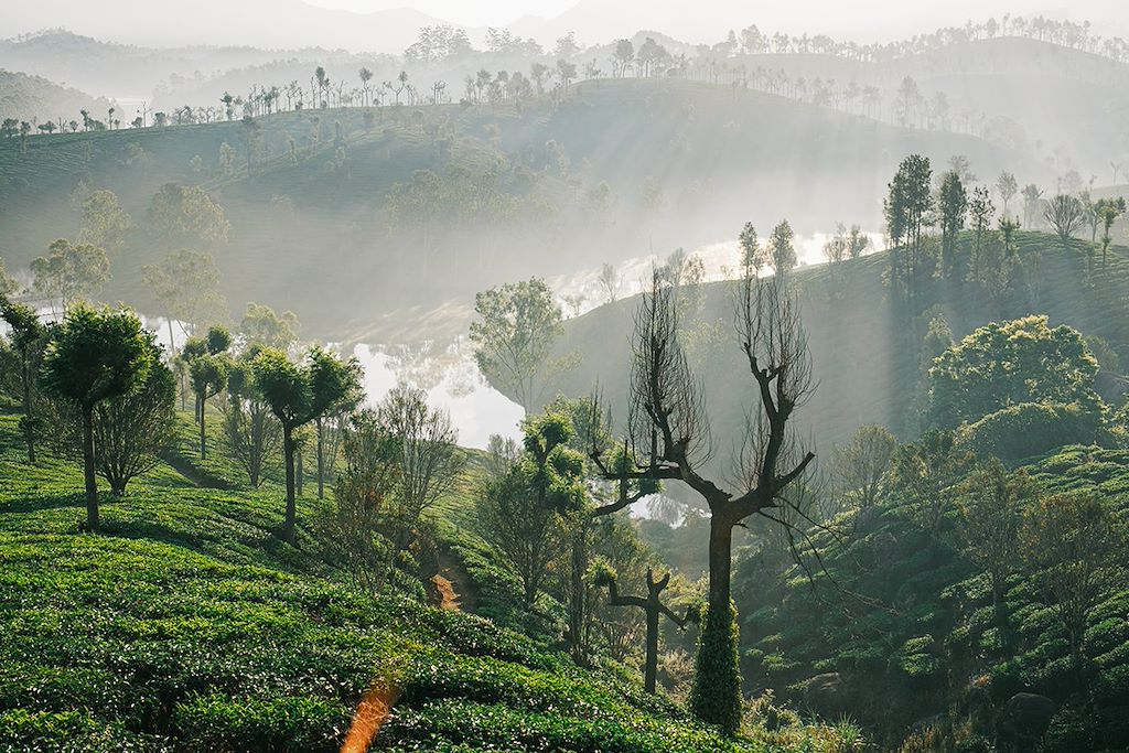 Image Découverte Inde du Sud - Visite temples Tamil Nadu - Randonnée Munnar - visite Kerala