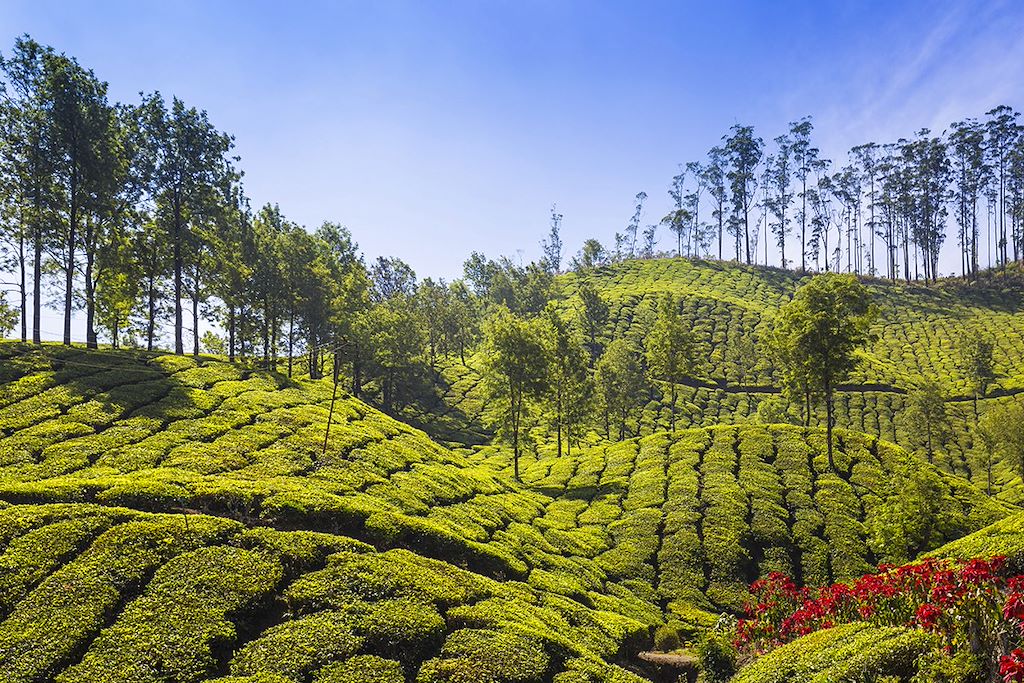 Image Découverte Inde du Sud - Visite temples Tamil Nadu - Randonnée Munnar - visite Kerala