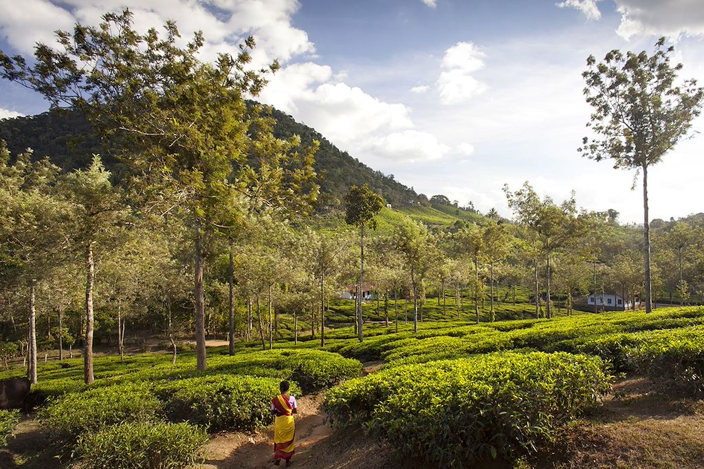 Image Découverte Inde du Sud - Visite temples Tamil Nadu - Randonnée Munnar - visite Kerala