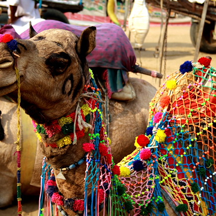 Découverte Inde Inde du Nord