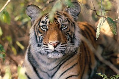 Sur les traces du tigre ! - Inde