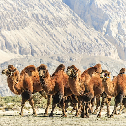 Randonnée Inde Ladakh