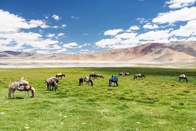 Caravane dans la haute plaine du Tso Kar - Ladakh - Inde