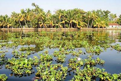 Alleppey - Inde
