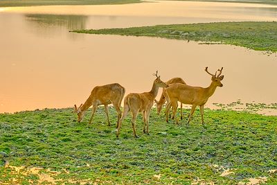 Daims, Kaziranga National Park, Assam
