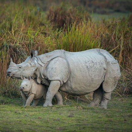 Rencontres Inde