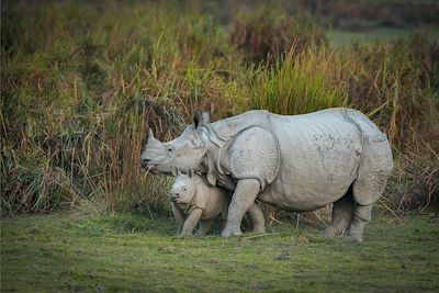 Rhinoceros, Kaziranga National Park, Assam 