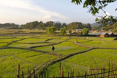 Travail quotidien dans une rizière dans la vallée du Ziro