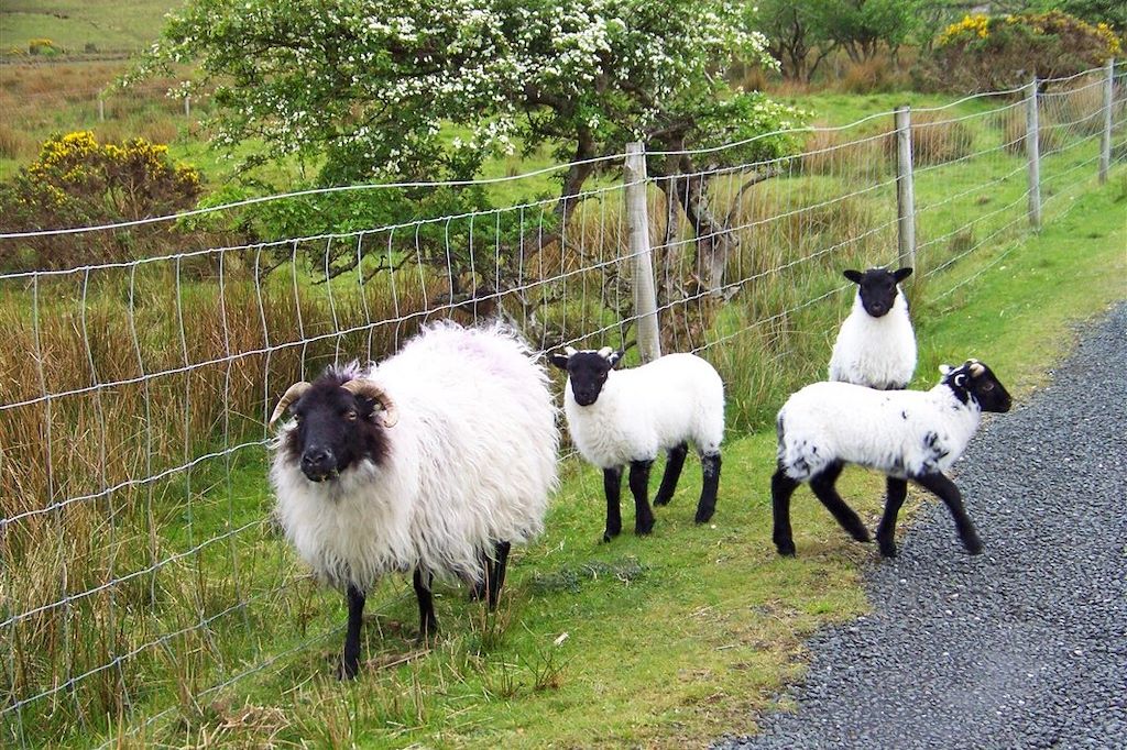 Voyage Balades et légendes irlandaises 1
