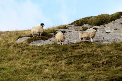 Moutons - Irlande