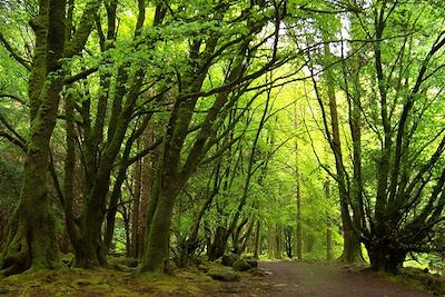 Killarney National Park - Irlande