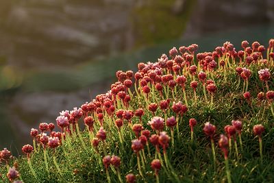 © 4kclips / Adobe Stock - Végétation - Comté de Kerry - Irlande Végétation - Comté de Kerry - Irlande
