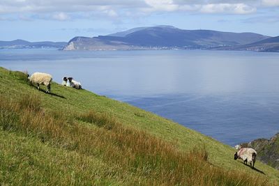 Mouton à tête noire sur Clare Island - Irlande