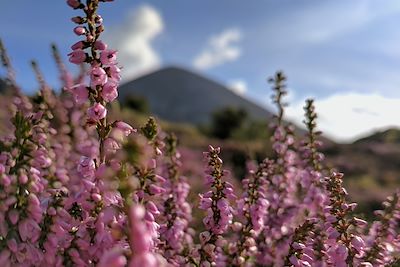 Fleurs sauvages  - Croagh Patrick - Irlande