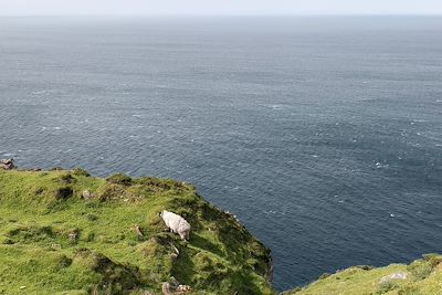 Mouton - Irlande