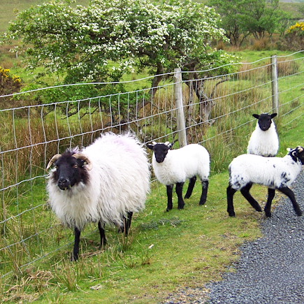 Randonnée Irlande Connemara