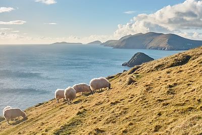 © Per Images / Stocksy - Moutons - Péninsule de Dingle - Kerry - Irlande Moutons - Péninsule de Dingle - Kerry - Irlande